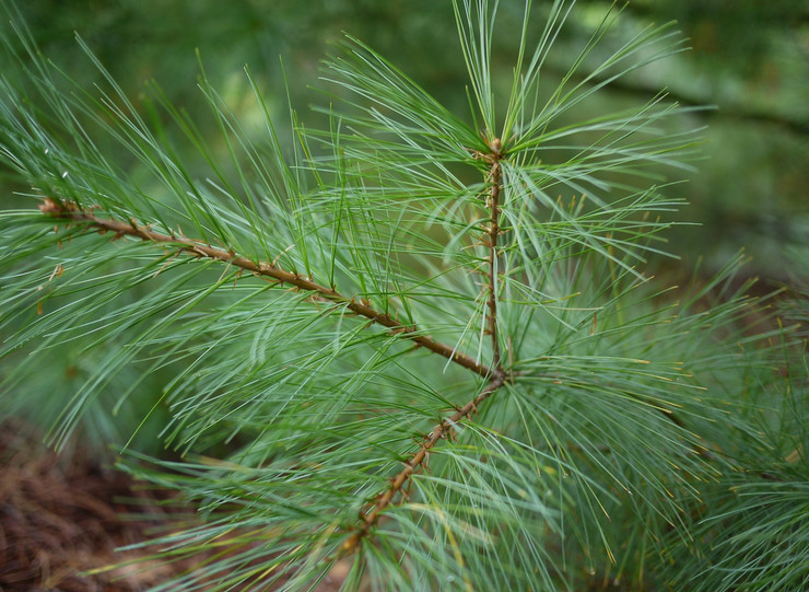  p>北美乔松(学名: i>pinus strobus /i>  linn.