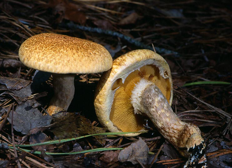 易惑粘盖牛肝菌