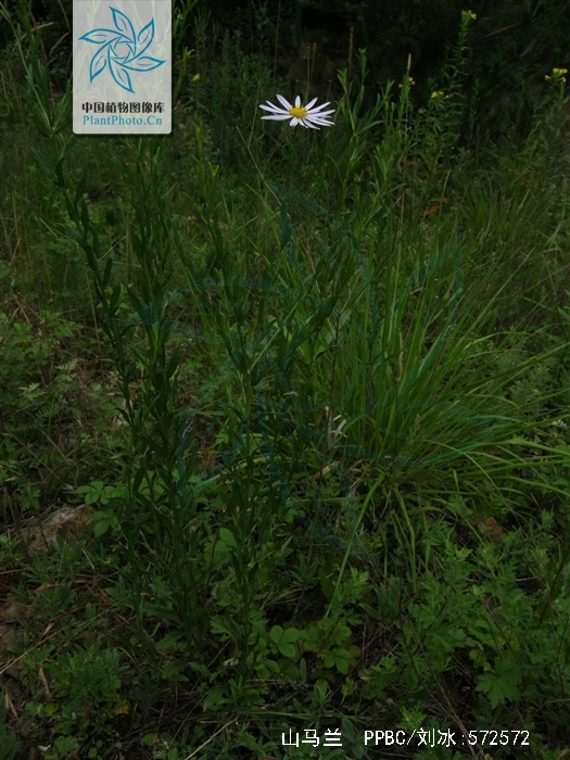 是菊科,马兰属多年生 a target="_blank" href="/item/草本/541696"
