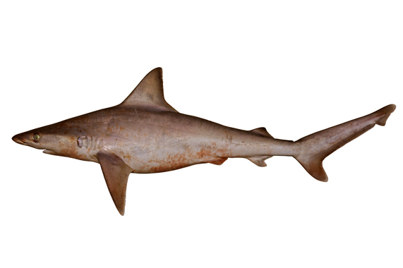  p>短尾真鲨(学名: i>carcharhinus brachyurus /i>)为真鲨科,真鲨属