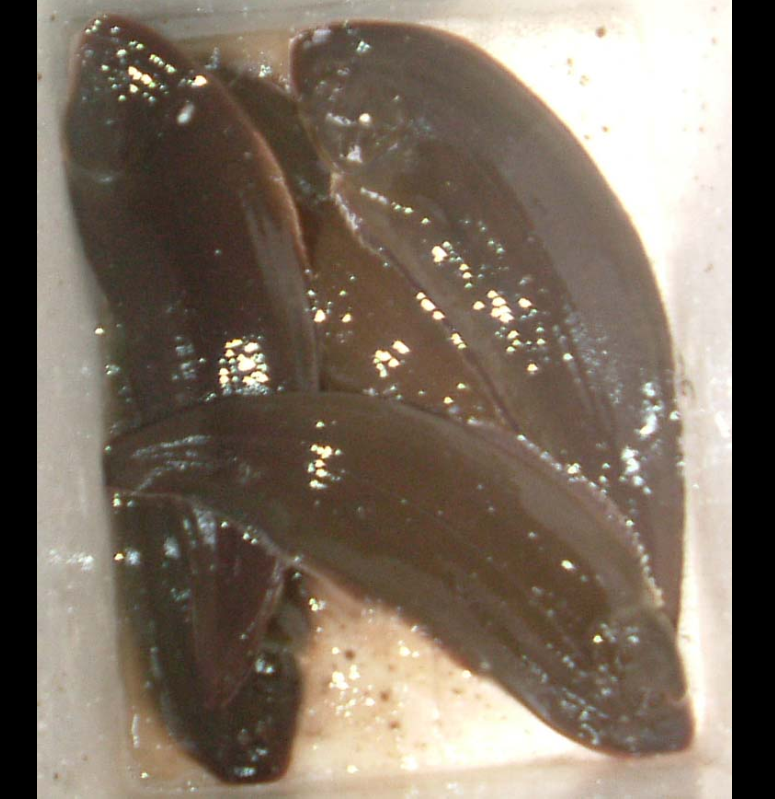  p data-id="gnwgzdi8a0">舌鳎鱼,拉丁学名: i>cynoglossus robustus