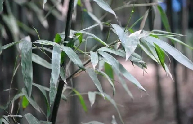  p>灰竹(学名: i>phyllostachys nuda /i> mcclure)是禾本科,刚竹属