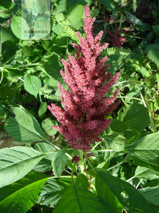  p>千穗谷( i>amaranthus hypochondriacus  /i>l.