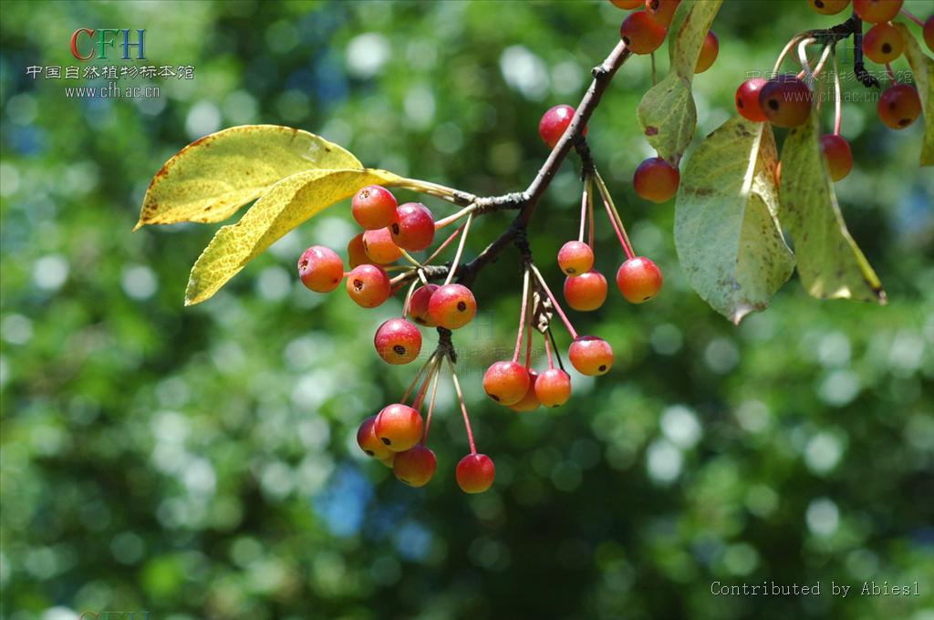  p>山荆子(学名: i>malus baccata  /i>(l.) borkh.