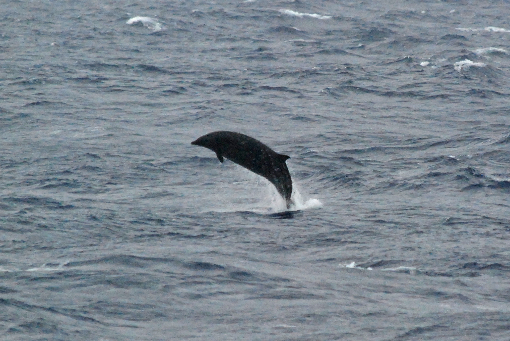  p>银杏齿中喙鲸(学名: i>mesoplodon ginkgodens /i>)长可达5米,重1.