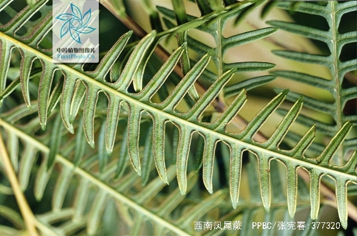 p>西南凤尾蕨 (学名: i>pteris wallichiana /i> agardh)是凤尾蕨科