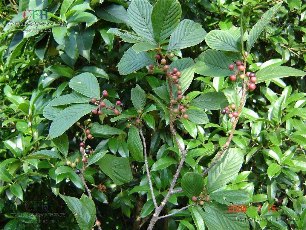 鼠李科鼠李属灌木或小乔木植物,高10米.