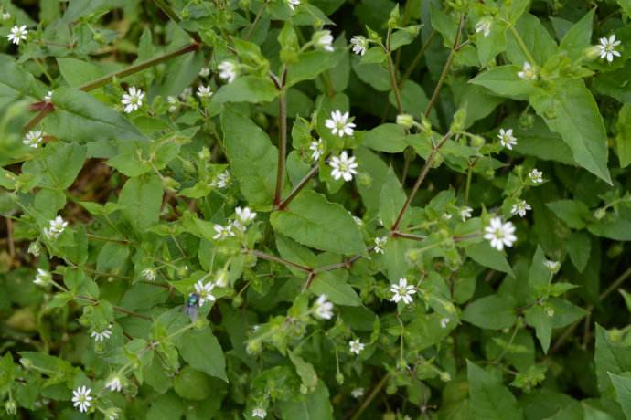 别名:西南繁缕,川滇繁缕,,是木兰纲, a target="_blank" href="