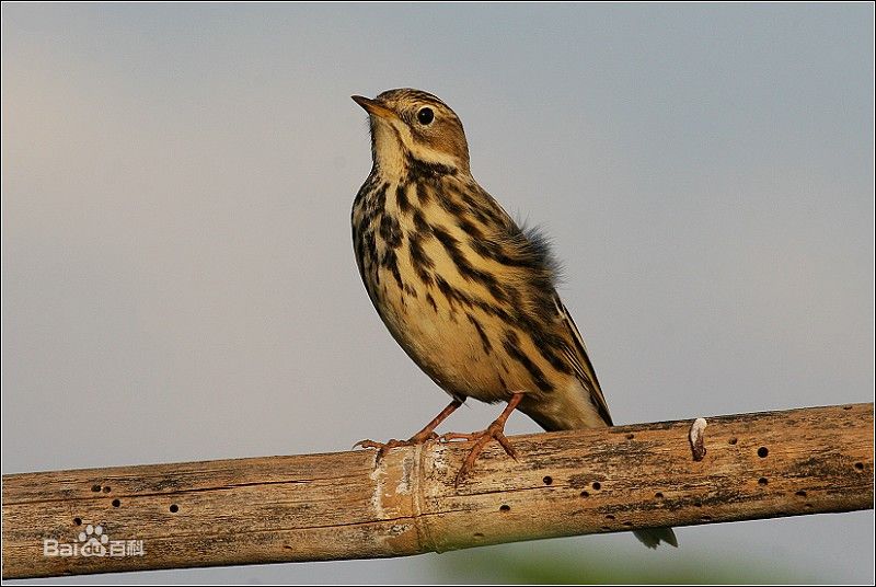 olive-backed pipit