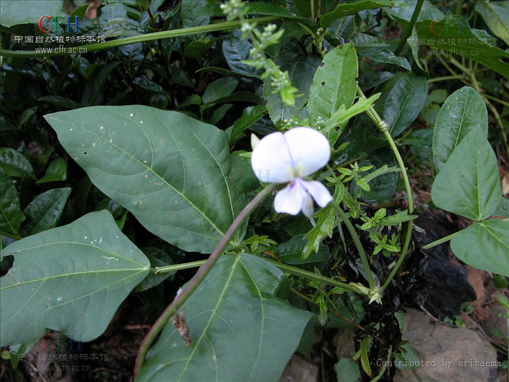 vigna vexillata (l.) rich.