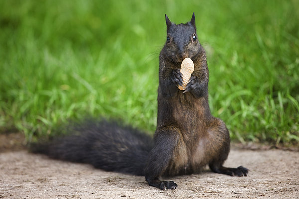 mexican fox squirrel