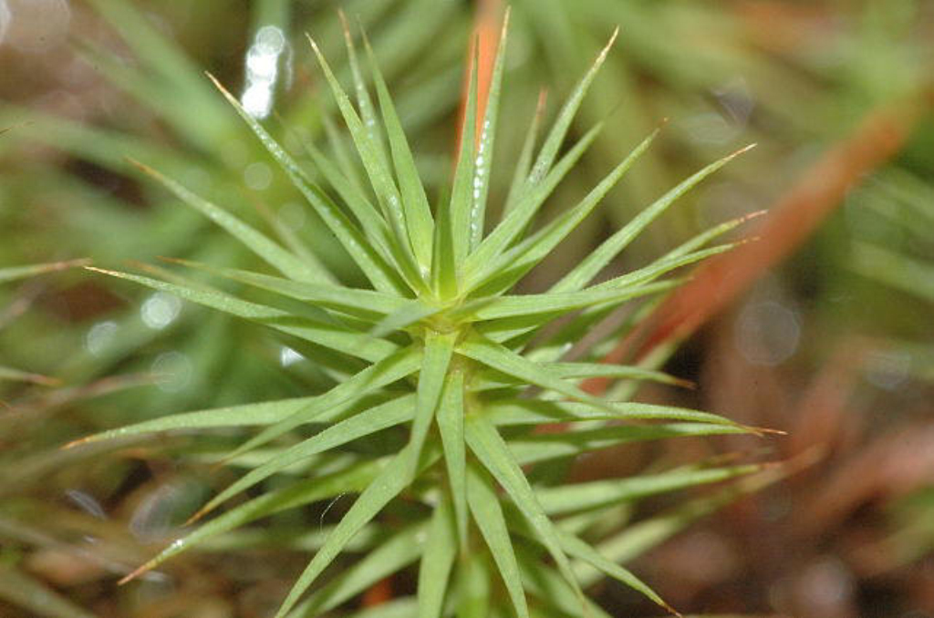  p>金发藓属为苔藓植物,植物体高数至数十厘米.