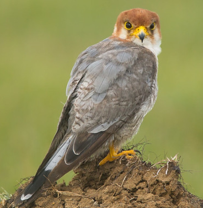 red-headed falcon