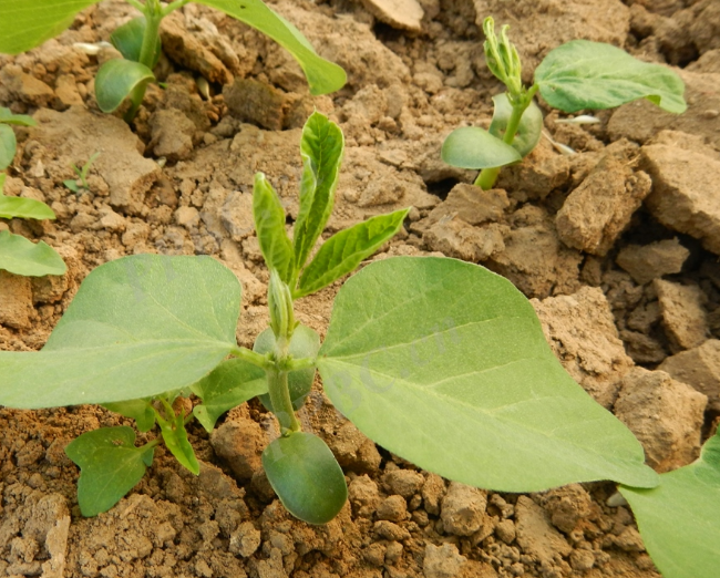  p>双子叶植物纲(学名:dicotyledoneae)是 a target="_blank" href="