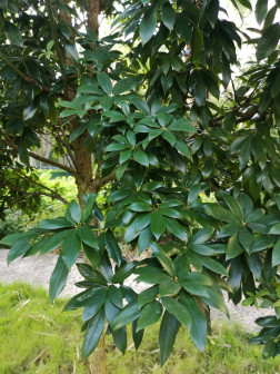 闽楠_百度百科