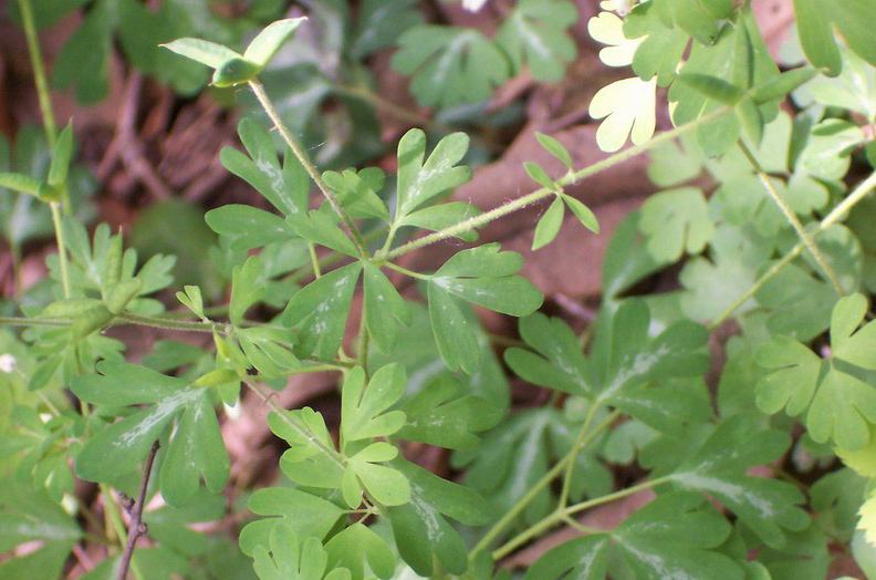  p>天葵属(学名: i>semiaquilegia /i> makino)是毛茛目,毛茛科下的一