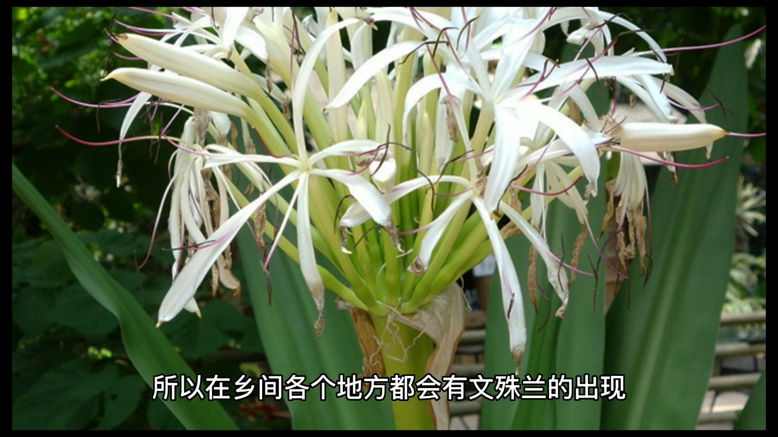 文殊兰（石蒜科文殊兰属植物）_百度百科
