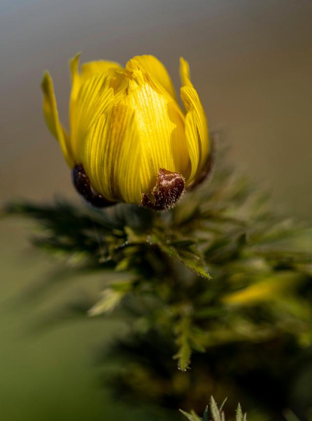 高蓝侧金盏花(变型)