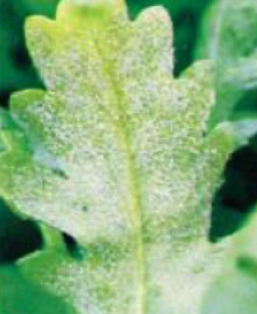 发生在 a href="#" data-lemmaid="288692">茼蒿 /a>的病害