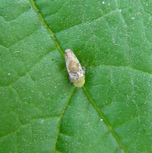 桑树拟菱纹叶蝉