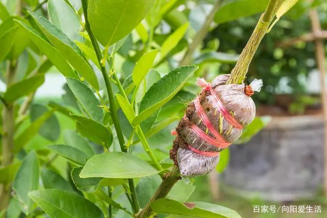 花卉，果树繁殖，4种“繁殖方式”，成活率高，15天生根冒芽_百科TA说