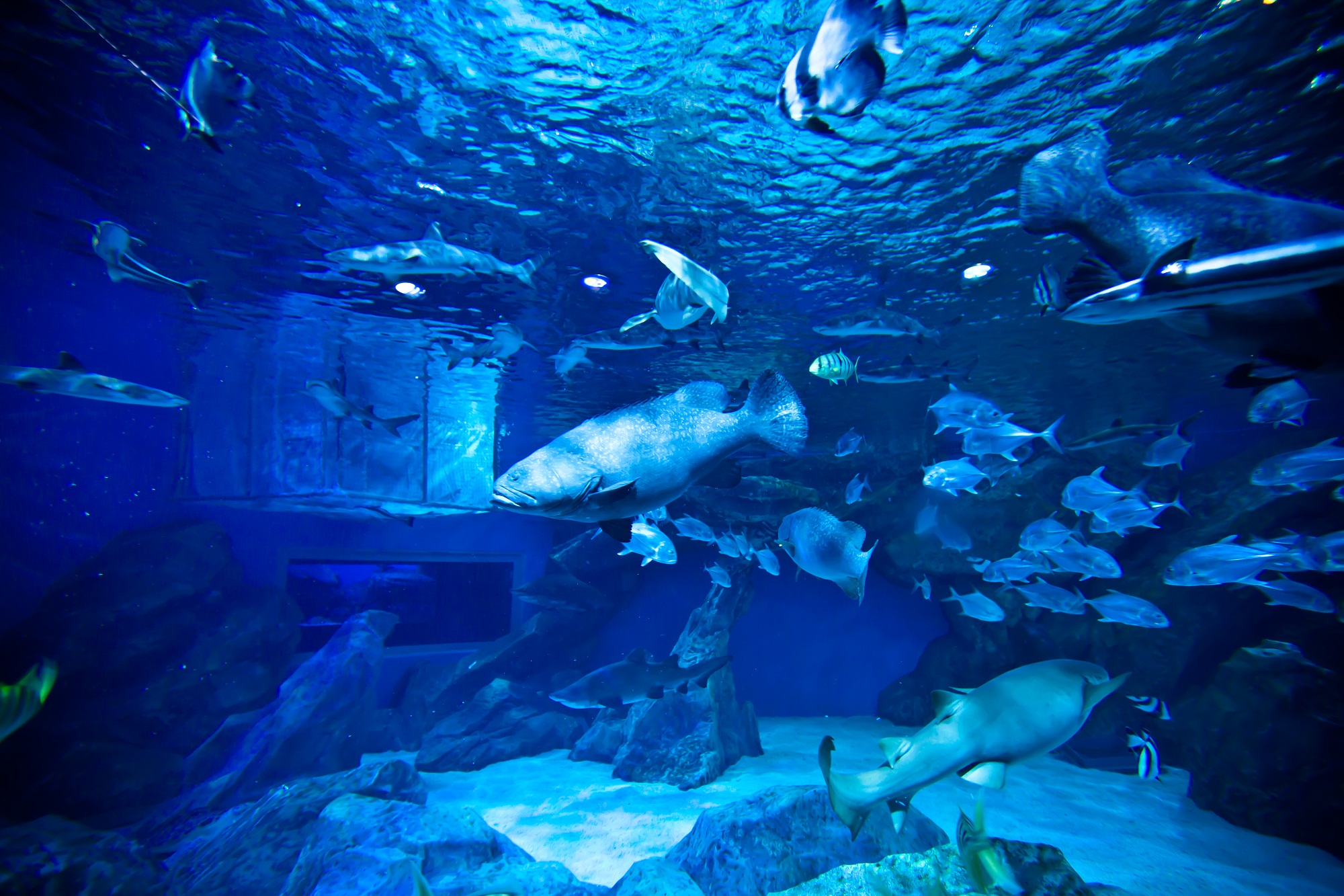 成都海昌极地海洋公园