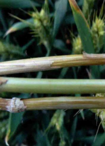  p data-id="skftjer4uagb">小麦茎基腐病是由假禾谷镰孢菌,禾谷镰孢