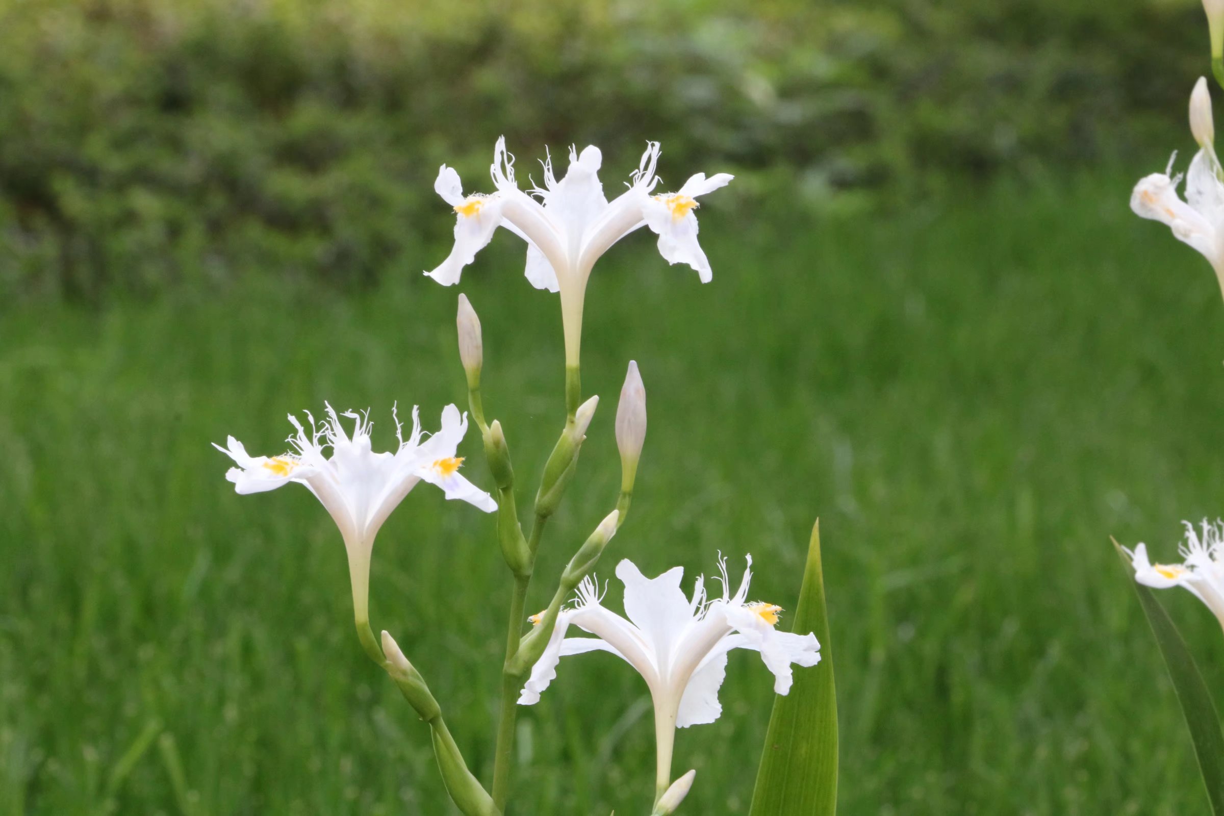  p data-id="tzr5lg22lfbl">蝴蝶花( i>iris japonica /i> thunb.