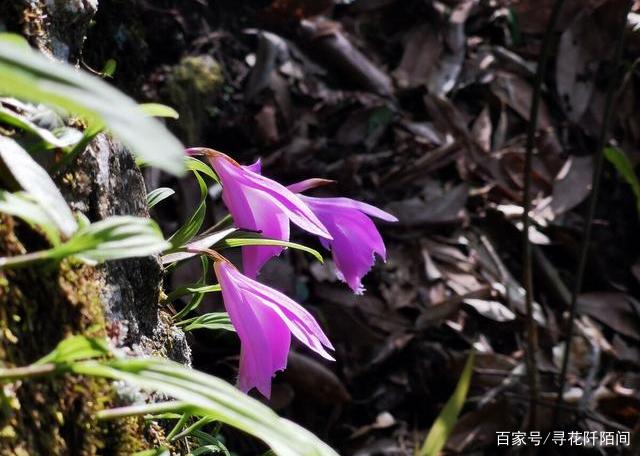 独蒜兰，一种美丽稀有且娇贵的兰花品种，没有种植经验不要轻易养_百科TA说