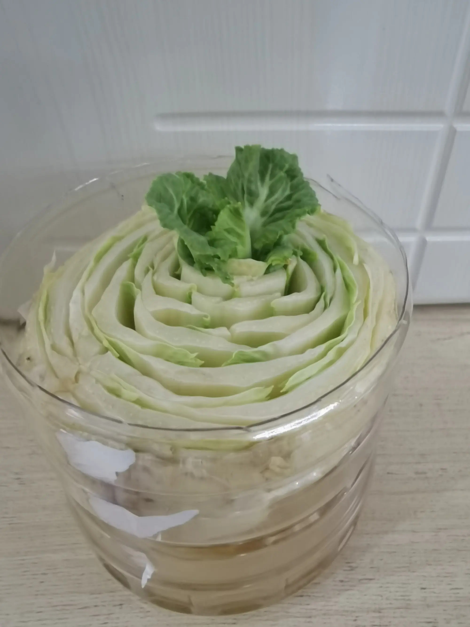 水培白菜