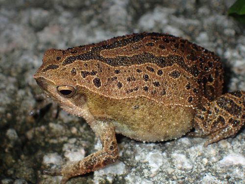 花细狭口蛙