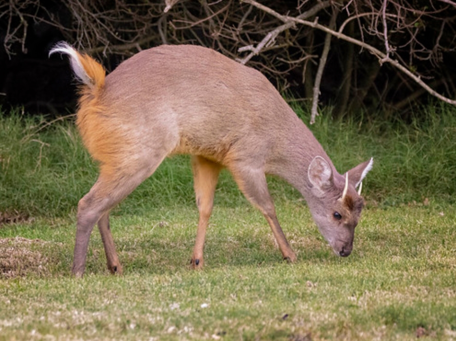  p>灰短角鹿(学名: i>mazama gouazoubira /i>):是鹿科,短角鹿属的