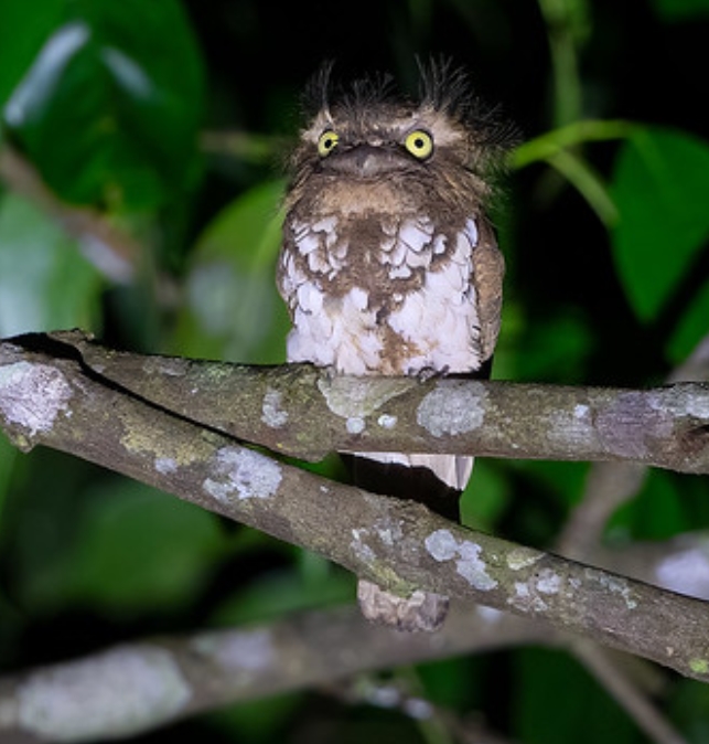 2lsktviep">蛙口夜鹰科(学名:podargidae):鸟纲,蛙口夜鹰目的一科鸟类
