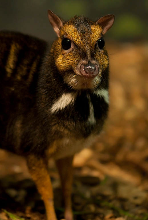 philippine mouse-deer