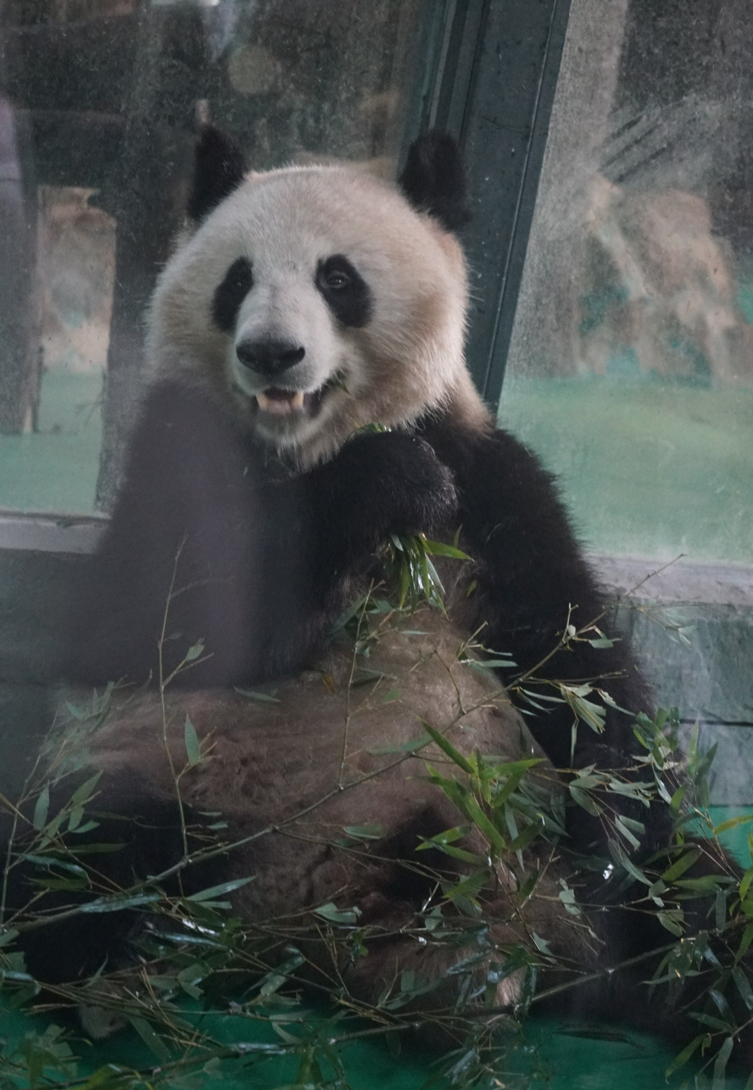 雌性 a target="_blank" href="/item/大熊猫/34935" data-lemmaid="