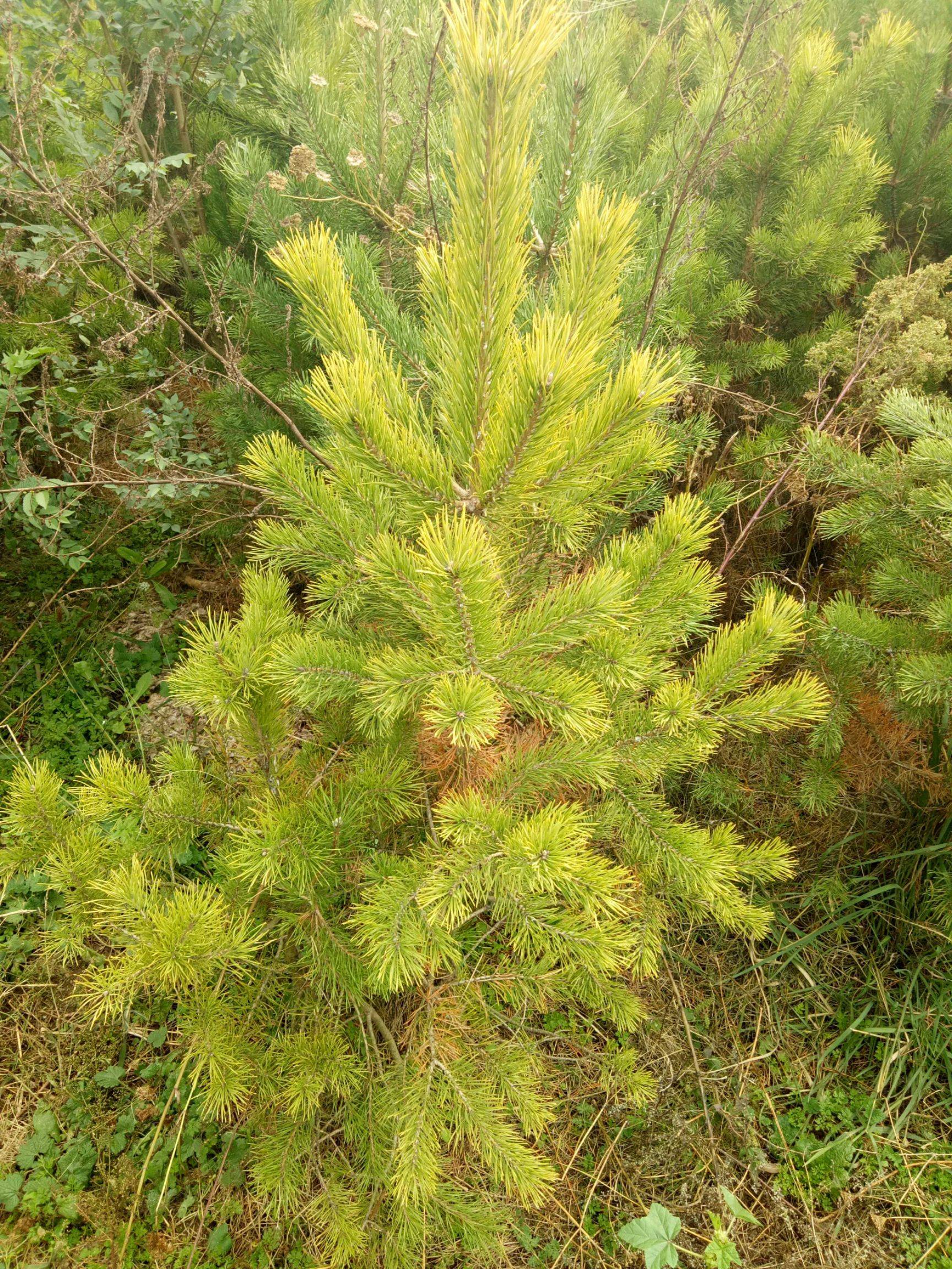 是松科,松属植物.