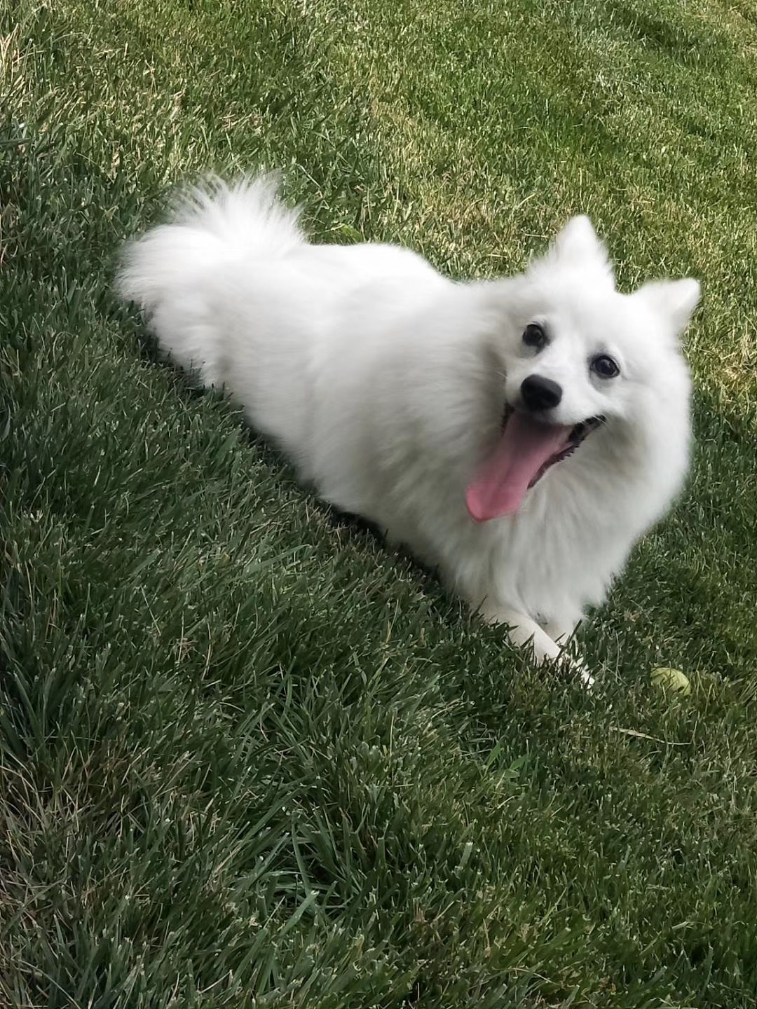  p>银狐犬,又名日本丝(绒)毛犬, a target="_blank" href="/item/日本