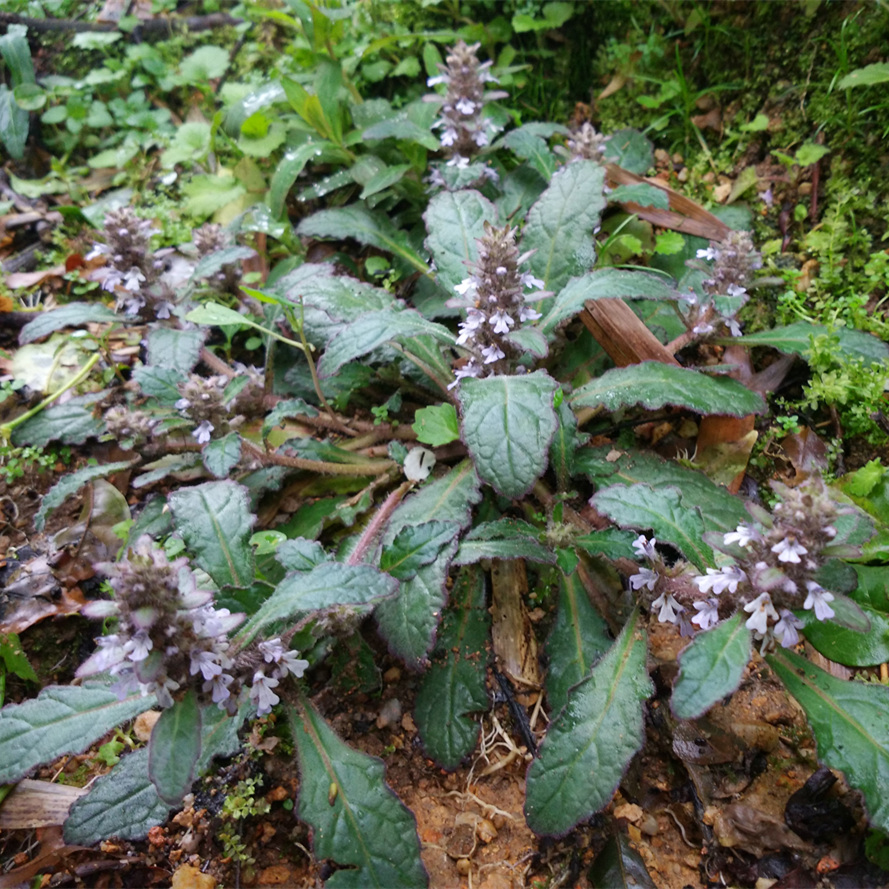 ="go02ms4tvn"> a target="_blank" href="/item/白毛夏枯草/745584"