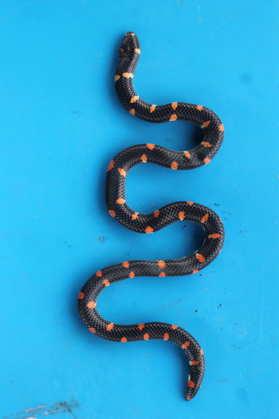  p data-id="gnvje0qssr">红尾筒蛇( i>cylindrophis ruffus /i>