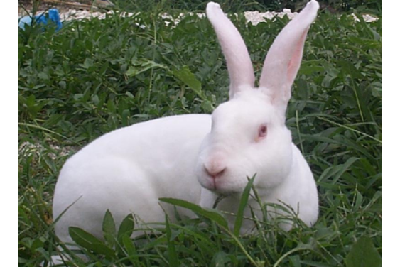 白色獭兔-5