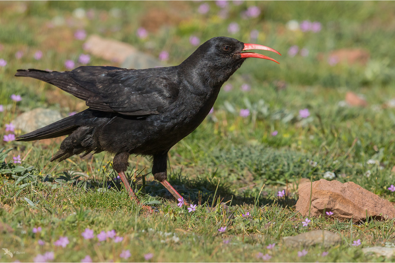 红嘴山鸦青藏亚种