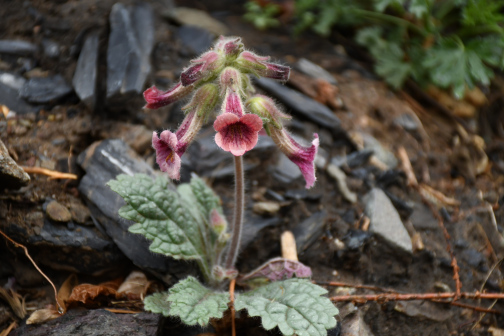 Rehmannia glutinosa_百度百科