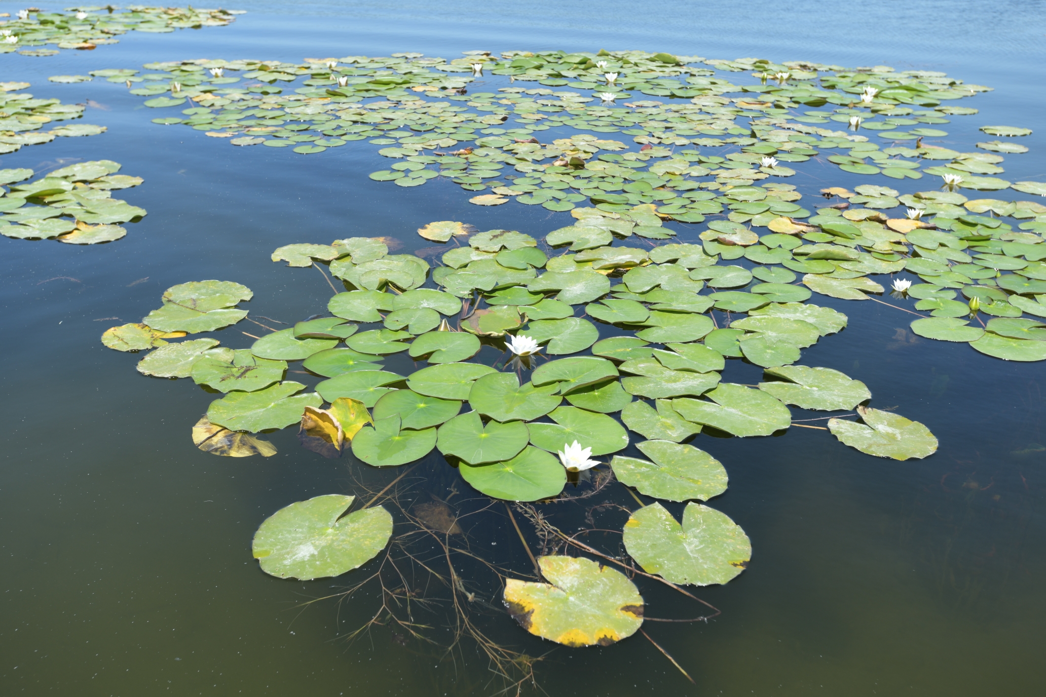 data-lemmaid="11999986">睡莲 /a>是多年生浮叶型水生草本植物,根状