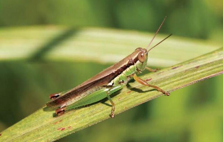 id="gnwwhot5v5">中华稻蝗(学名: i>oxya chinensis /i>)是斑腿蝗科