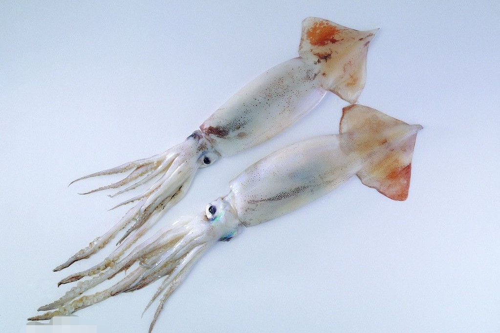 mr6pmd">枪形目(学名:teuthida),又名管鱿目或鱿目,俗名花枝,花枝鱼