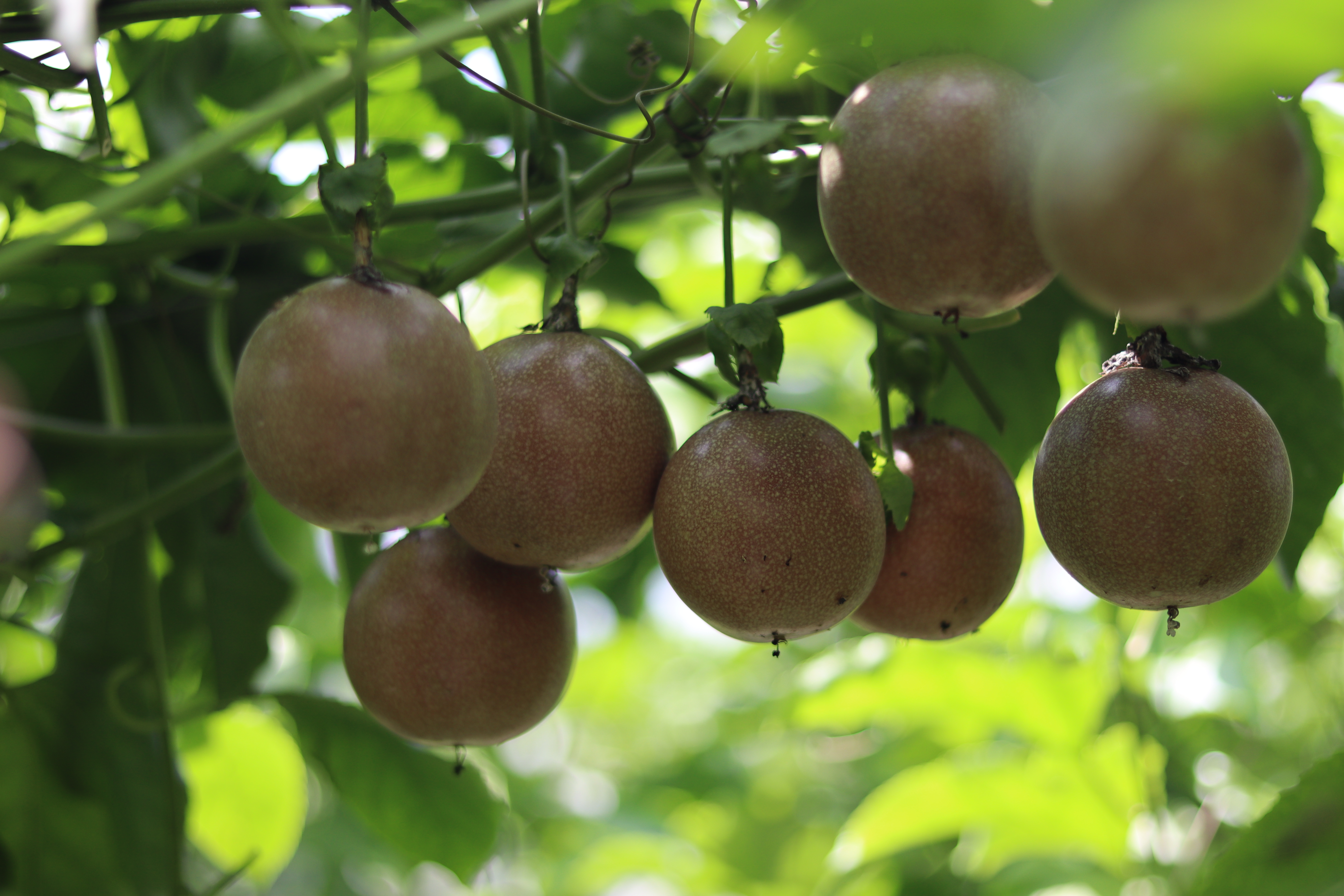  p data-id="tgabwsdtbuqv">金都百香 3 号"西番莲是广西南宁金之都