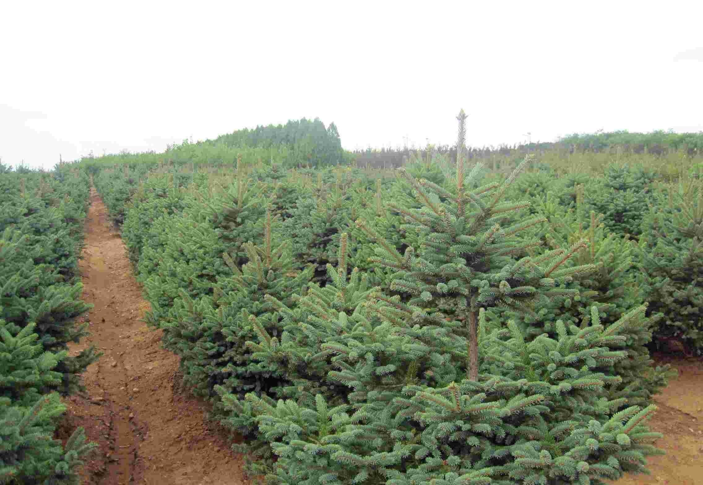 沙地云杉家系kskt1号