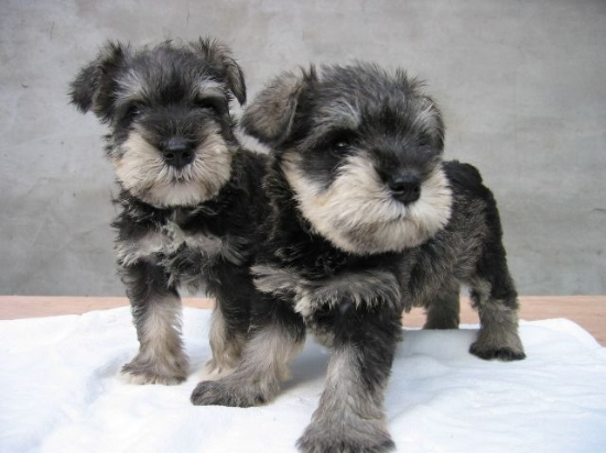  p> b>标准雪纳瑞 /b>是一种精力充沛,体格魁梧的 a href="#" data