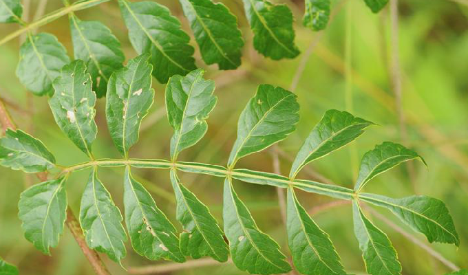 叶具1-3小叶或为 a target="_blank" href="/item/奇数羽状复叶