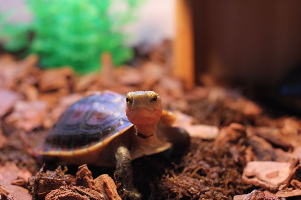  p>黄缘闭壳龟(学名: i>cuora flavomarginata /i>)是龟科,闭壳龟属